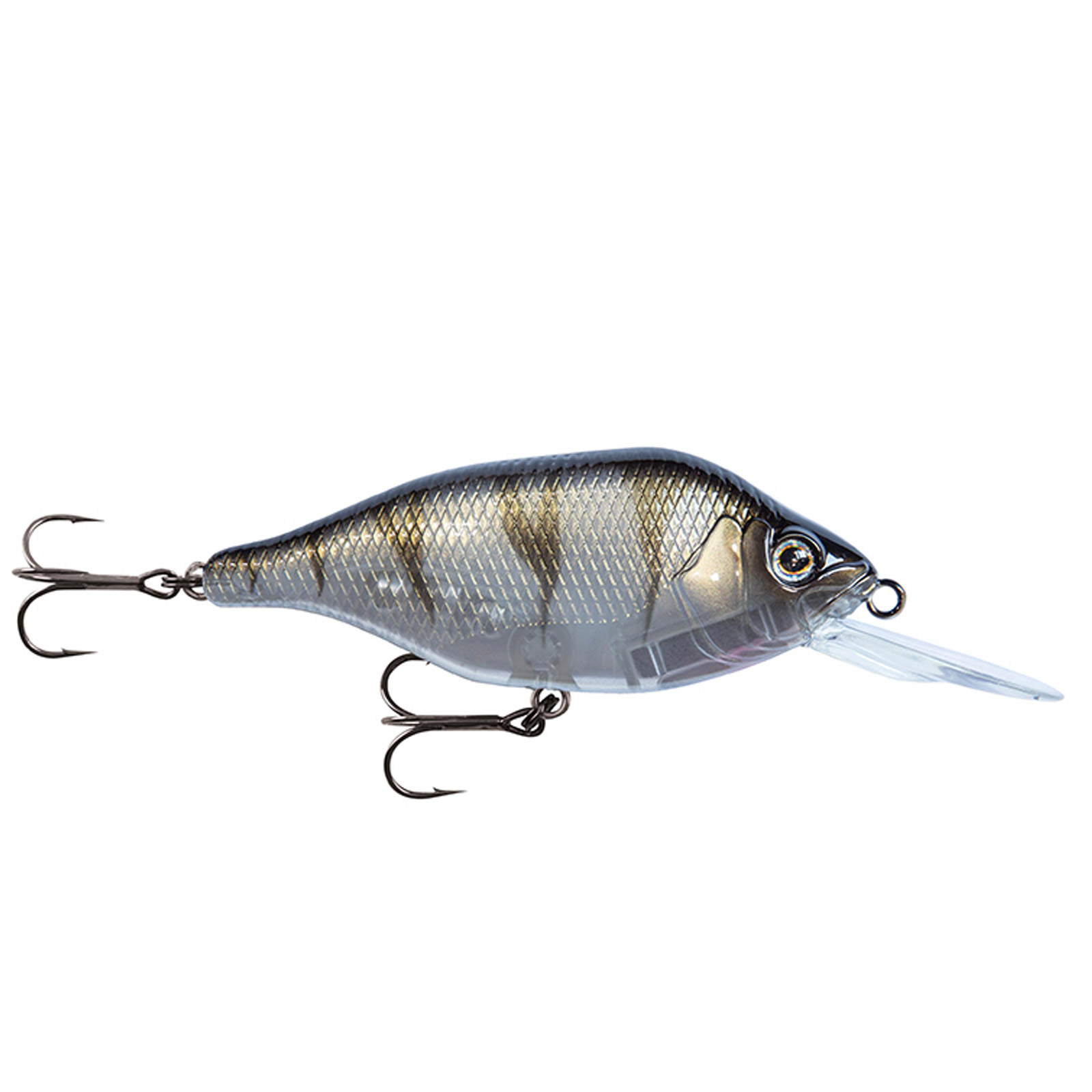 UV Striped Shiner