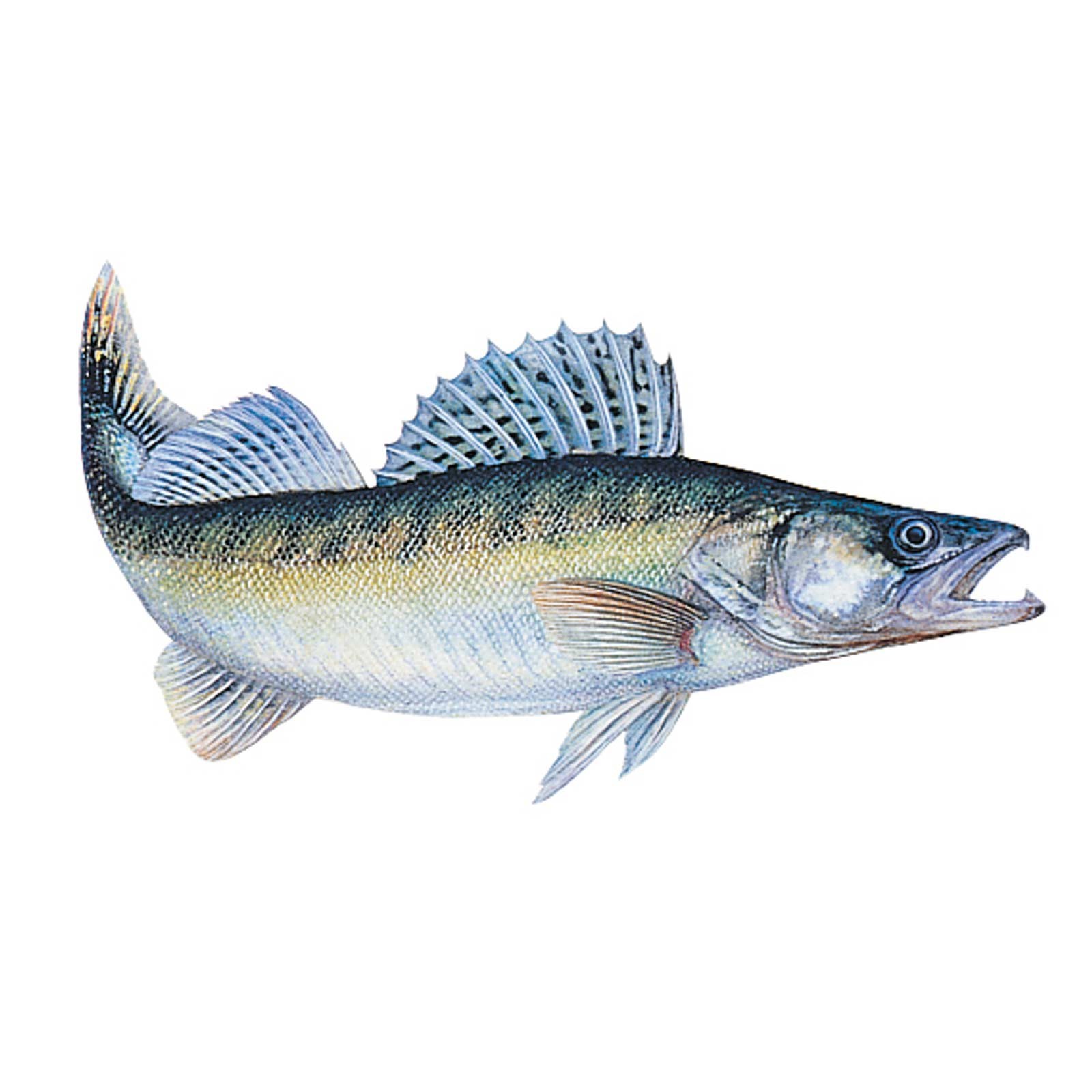 Jenzi Fisch Aufkleber ca.15cm Zander