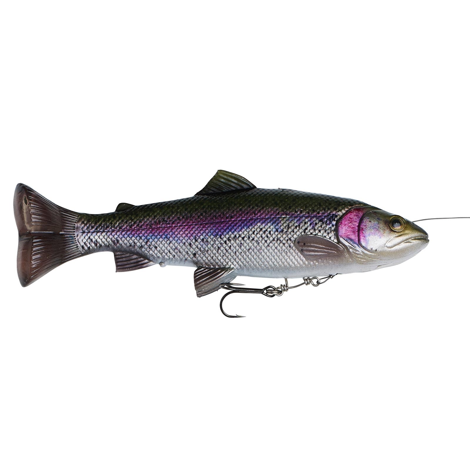 Rainbow Trout