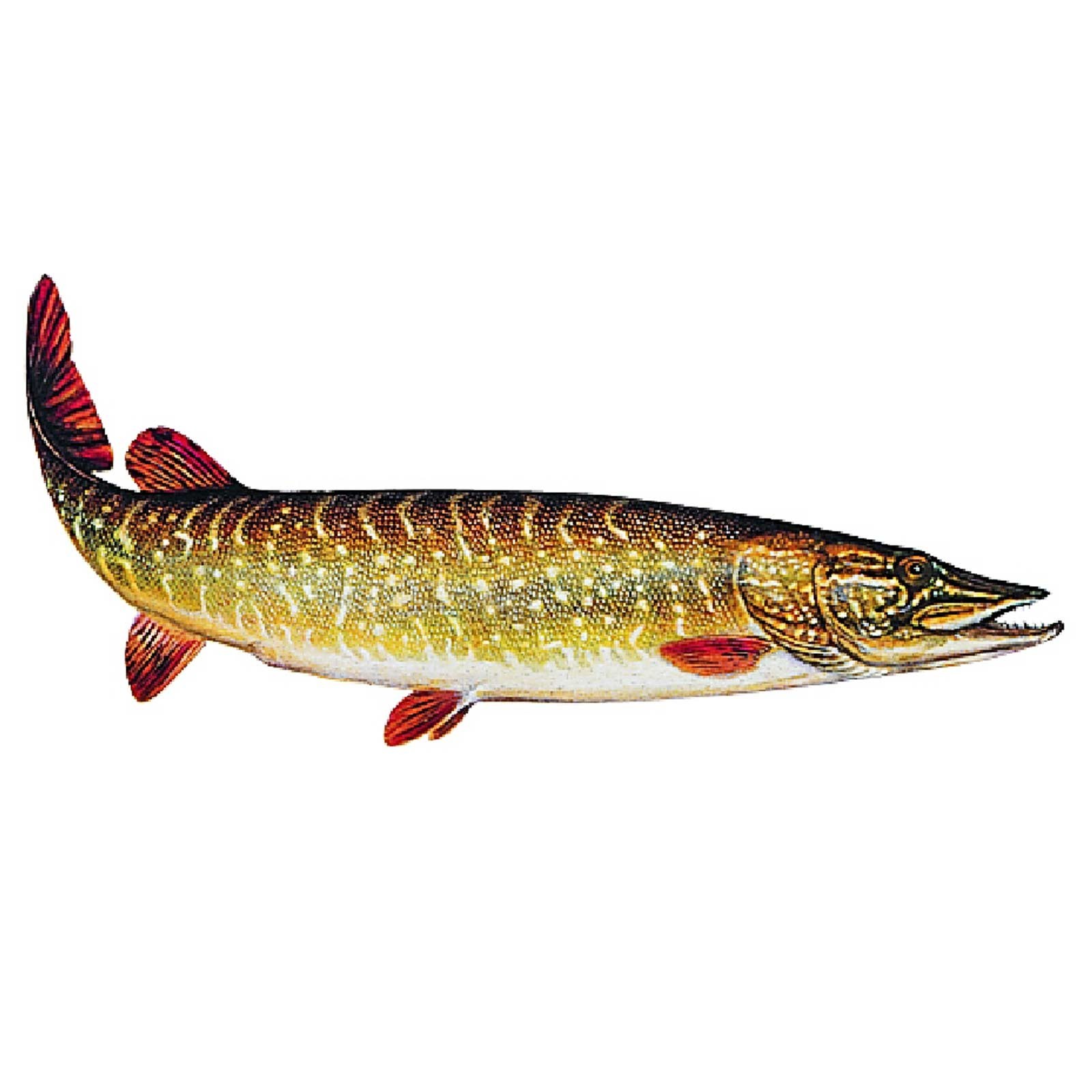 Jenzi Fisch Aufkleber ca.15cm Hecht